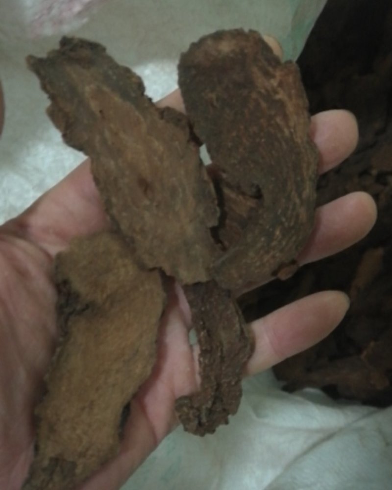 锁阳金锁阳新疆供应大货，常年批发，量大从优