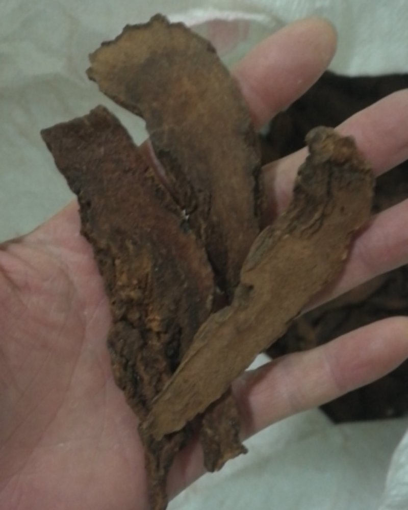 锁阳金锁阳新疆供应大货，常年批发，量大从优