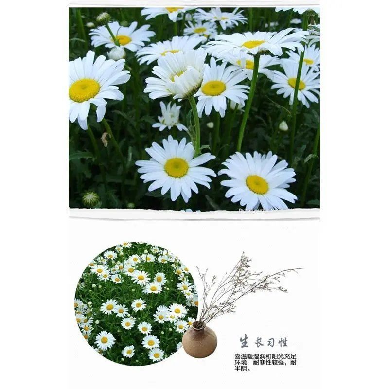 大滨菊种子多年生宿根花卉花种子小滨菊景观绿化西洋滨菊观花