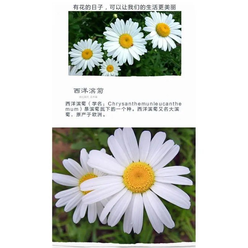 大滨菊种子多年生宿根花卉花种子小滨菊景观绿化西洋滨菊观花