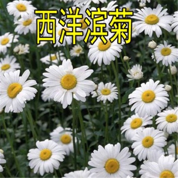 大滨菊种子多年生宿根花卉花种子小滨菊景观绿化西洋滨菊观花