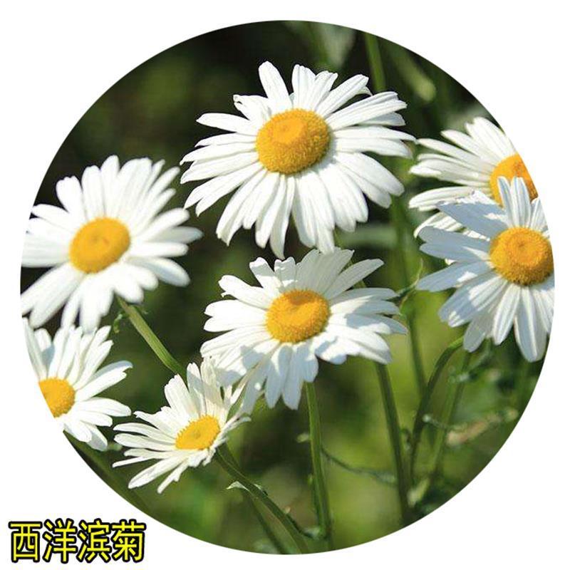 大滨菊种子多年生宿根花卉花种子小滨菊景观绿化西洋滨菊观花