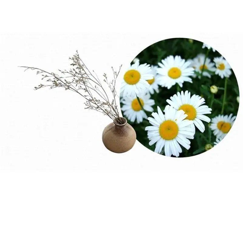 大滨菊种子多年生宿根花卉花种子小滨菊景观绿化西洋滨菊观花