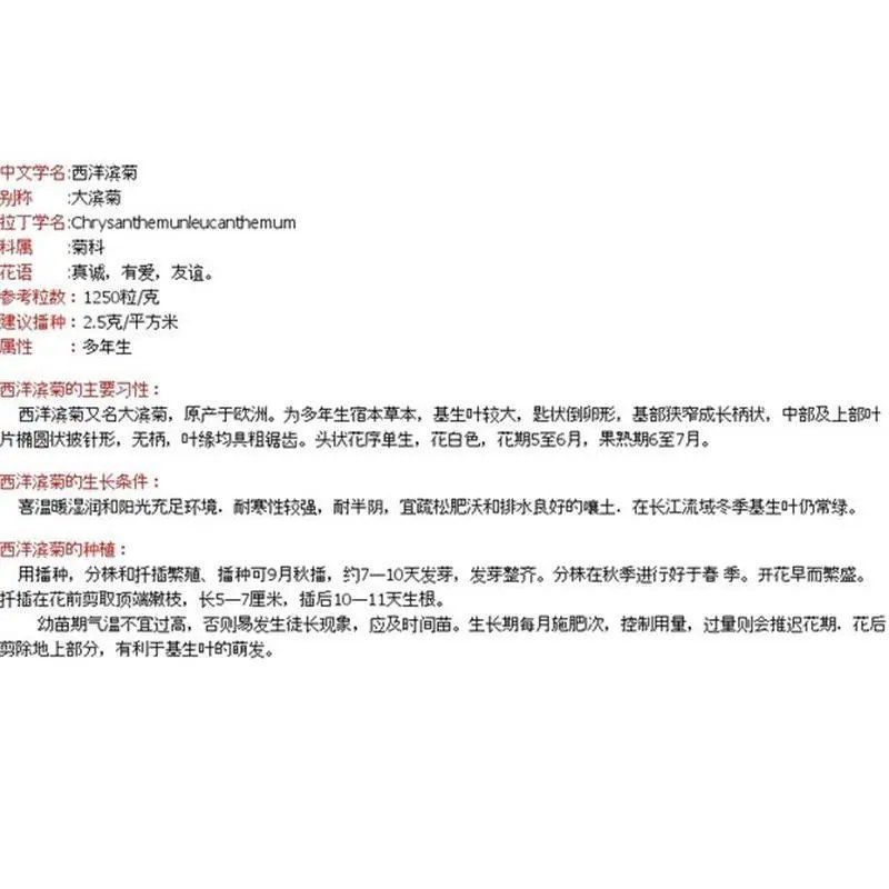 大滨菊种子多年生宿根花卉花种子小滨菊景观绿化西洋滨菊观花