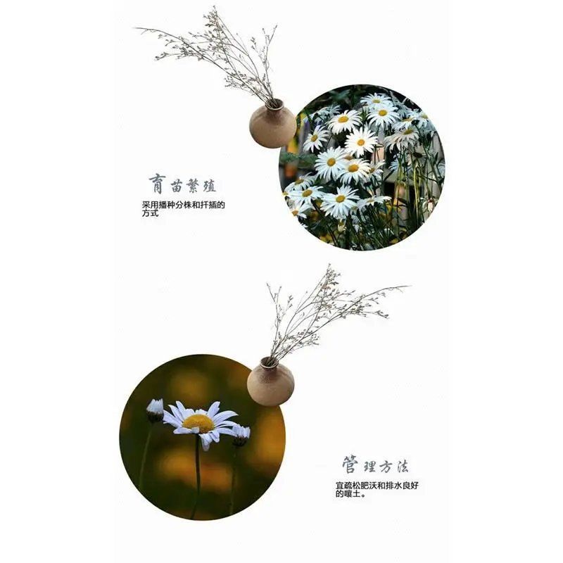 大滨菊种子多年生宿根花卉花种子小滨菊景观绿化西洋滨菊观花