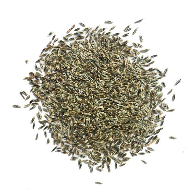 大滨菊种子多年生宿根花卉花种子小滨菊景观绿化西洋滨菊观花
