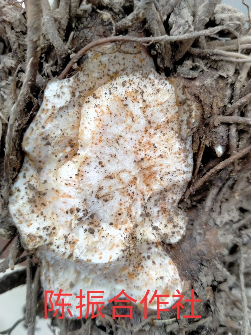 苍术种子家种带朱砂点，2年生分篼切块栽植
