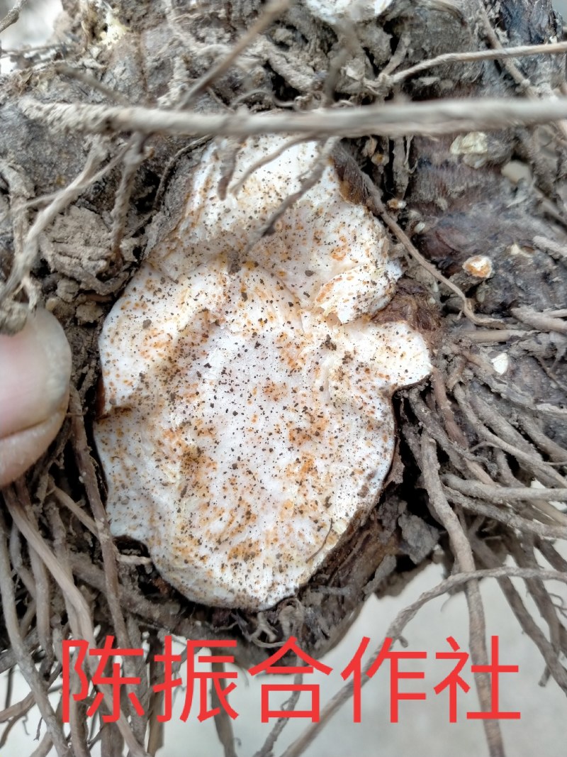 苍术种子家种带朱砂点，2年生分篼切块栽植