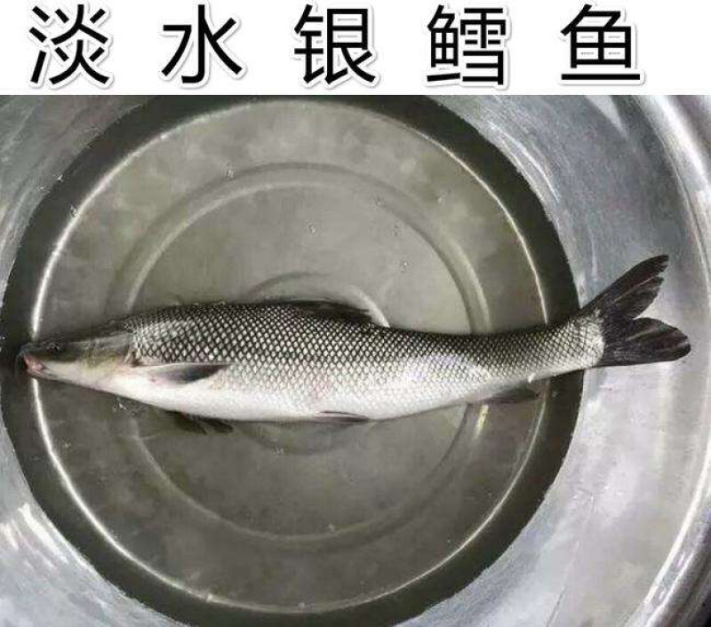 【热卖推荐】贵州鳕鱼苗长势快品种齐全成活率高包技术指导