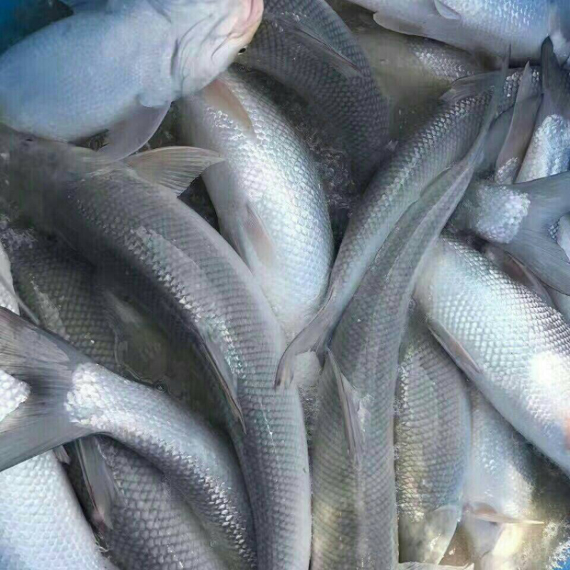 【热卖推荐】贵州鳕鱼苗长势快品种齐全成活率高包技术指导