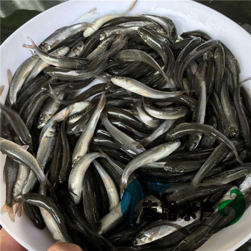 【热卖推荐】贵州鳕鱼苗长势快品种齐全成活率高包技术指导