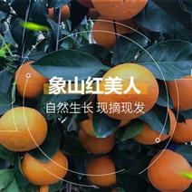 正宗象山红美人柑橘桔子爱媛28号水果新鲜当季现摘整箱