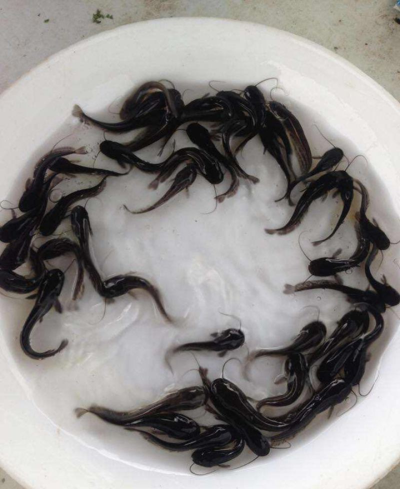 大口鲶鱼苗及各种鱼苗，成活率高，长势快，基地直供，包技术