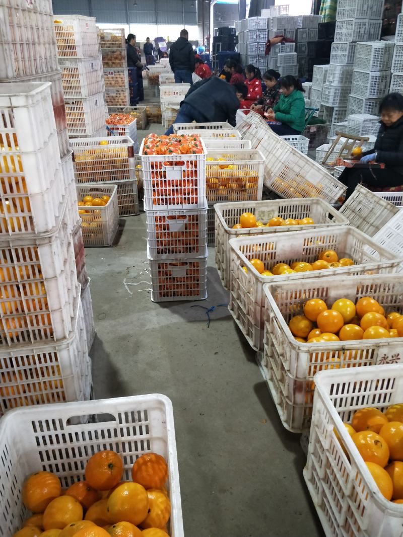 湖北精品夏橙60起步产地全国各地直发包发包办一条龙服务