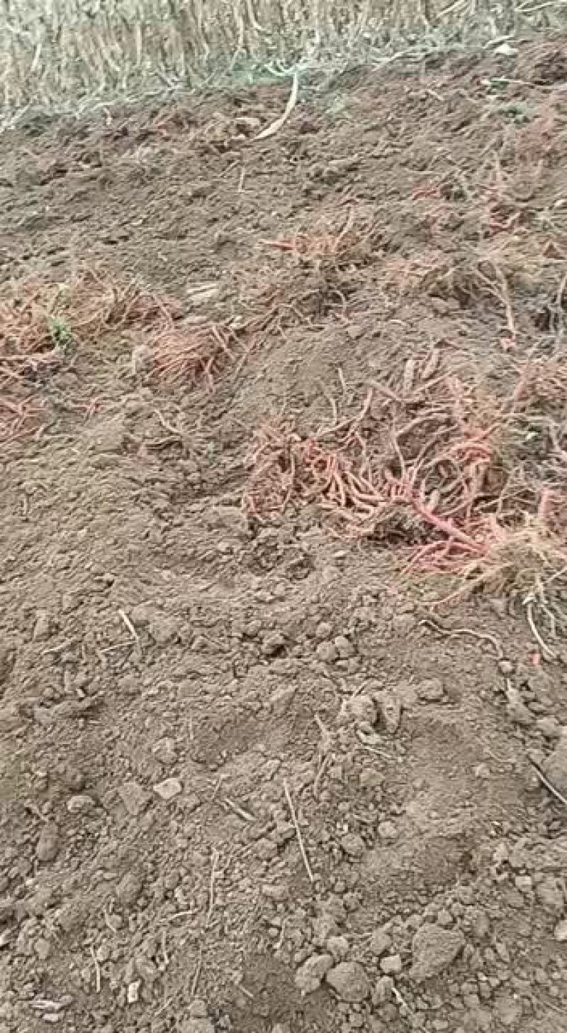 丹参量大走货火需要的联系