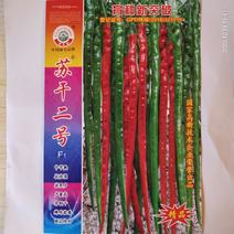 苏干二号螺丝线椒种子干鲜两用品种高产螺丝线椒一杂交种子
