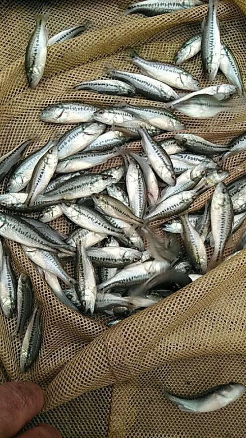 【热卖推荐】四川鲈鱼苗品种多长势快包技术指导
