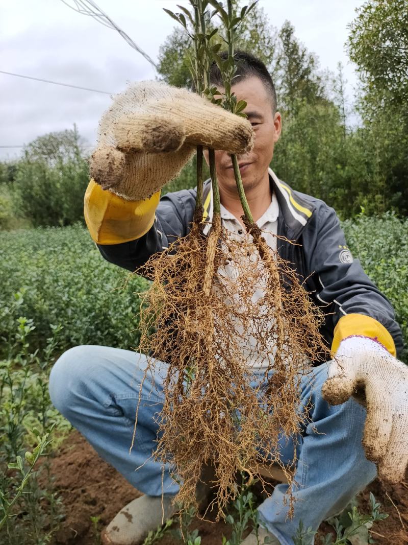 枳壳苗新苗，枳壳大小苗，地苗
