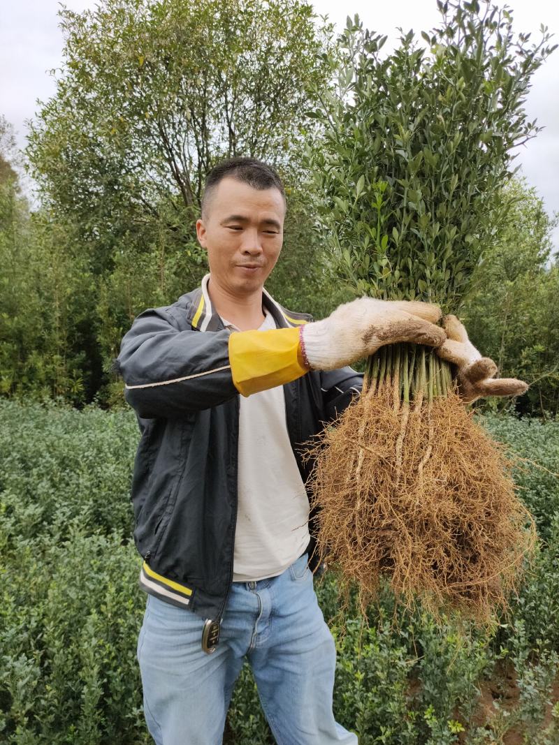 枳壳苗新苗，枳壳大小苗，地苗