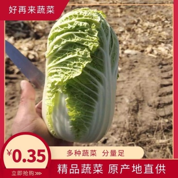 甘肃秋季新品娃娃菜高原种植颗颗大菜商超精选只送精品