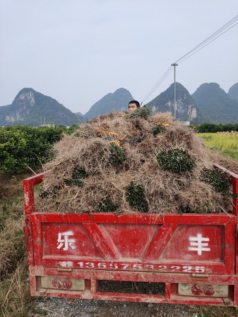 枳壳苗新苗，枳壳大小苗，地苗