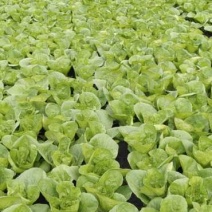 太和县蔬菜基地小油菜上海青代收代办常年供应