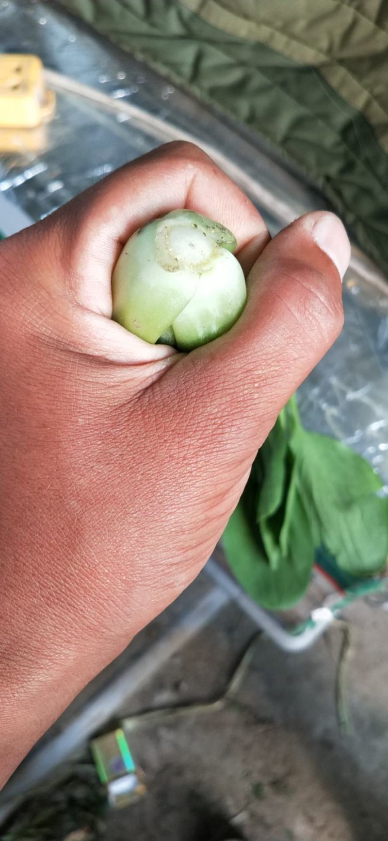 太和县蔬菜基地小油菜上海青代收代办常年供应