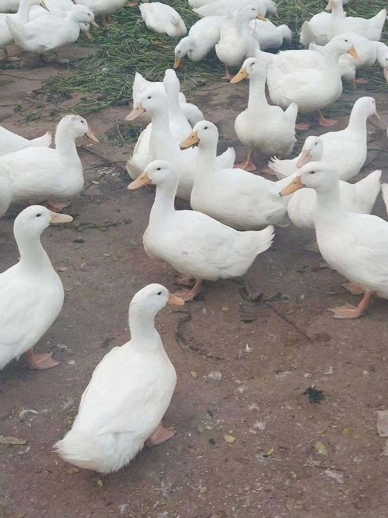 56天，平均7斤大白鸭亏本大卖了！饲料太贵老板养不起了。