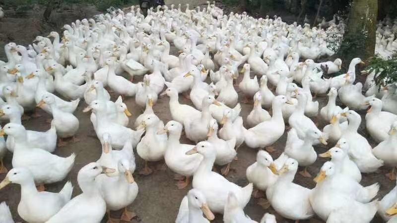 56天，平均7斤大白鸭亏本大卖了！饲料太贵老板养不起了。