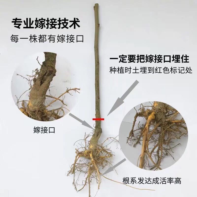 【聚便宜】桑葚苗台湾长果桑苗桑树苗果树苗