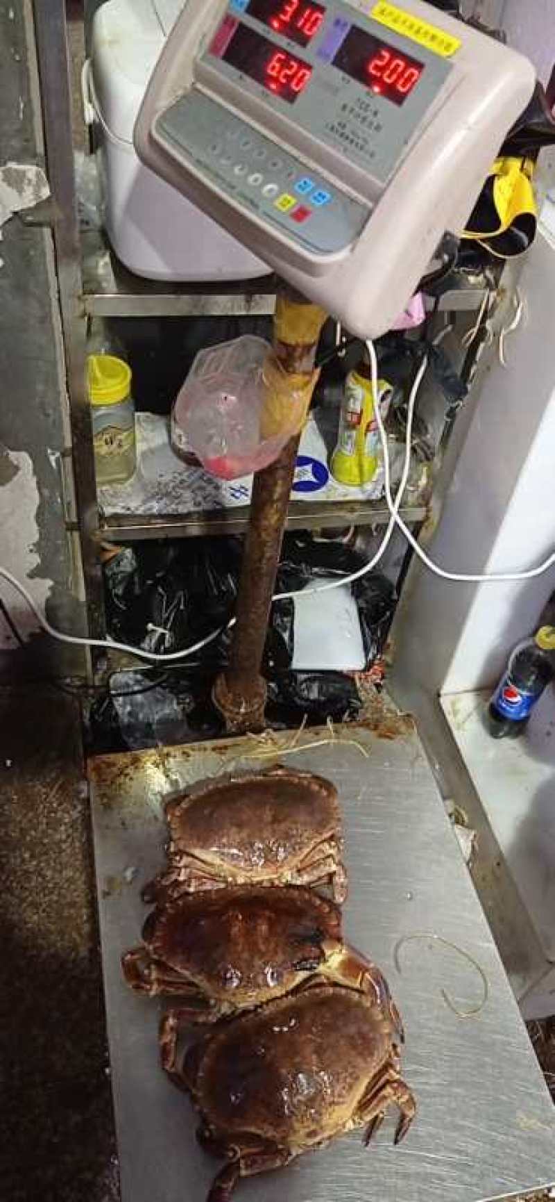 热销新鲜鲜活美味面包蟹，质量保证，价格美丽
