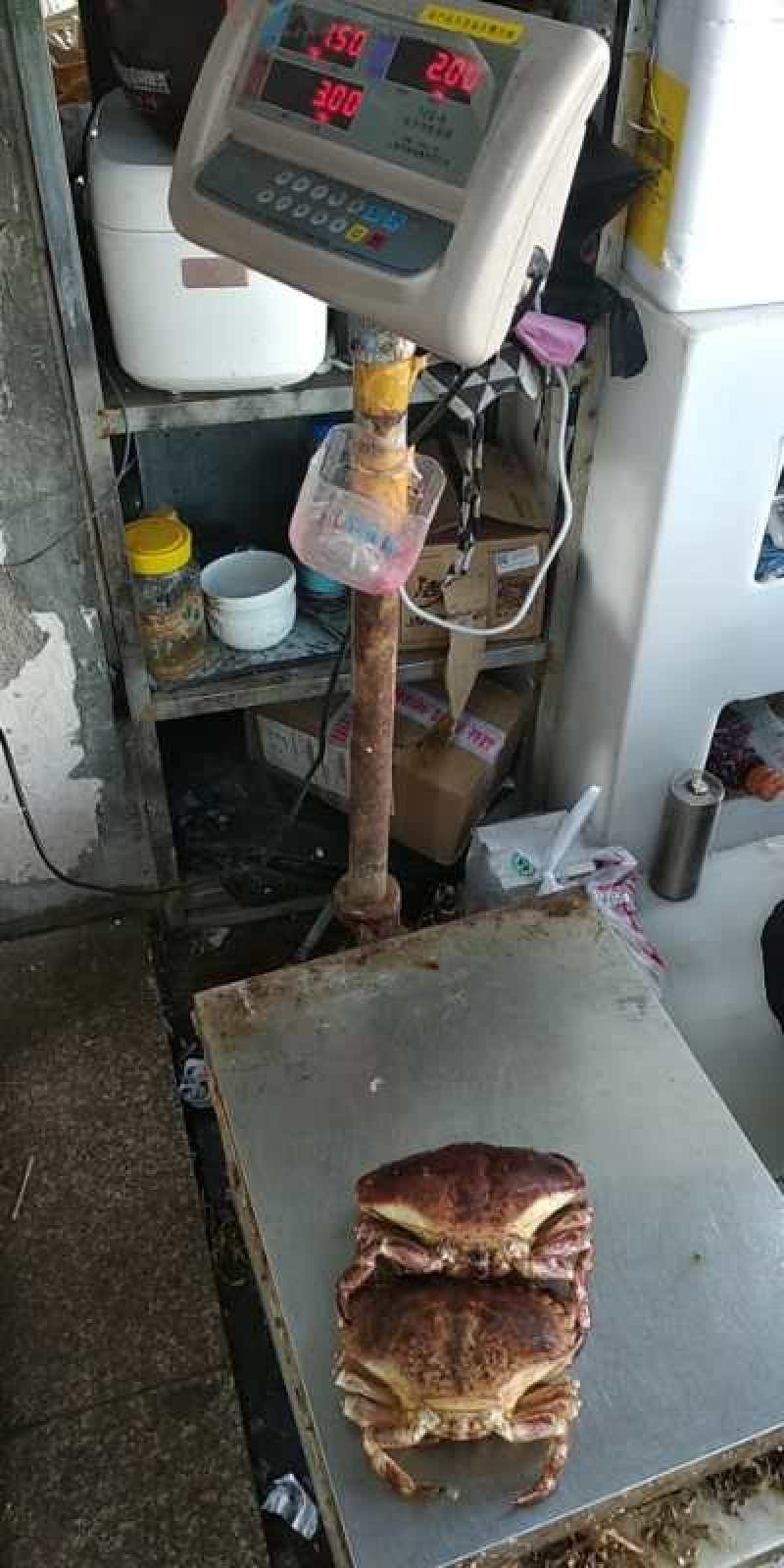 热销新鲜鲜活美味面包蟹，质量保证，价格美丽
