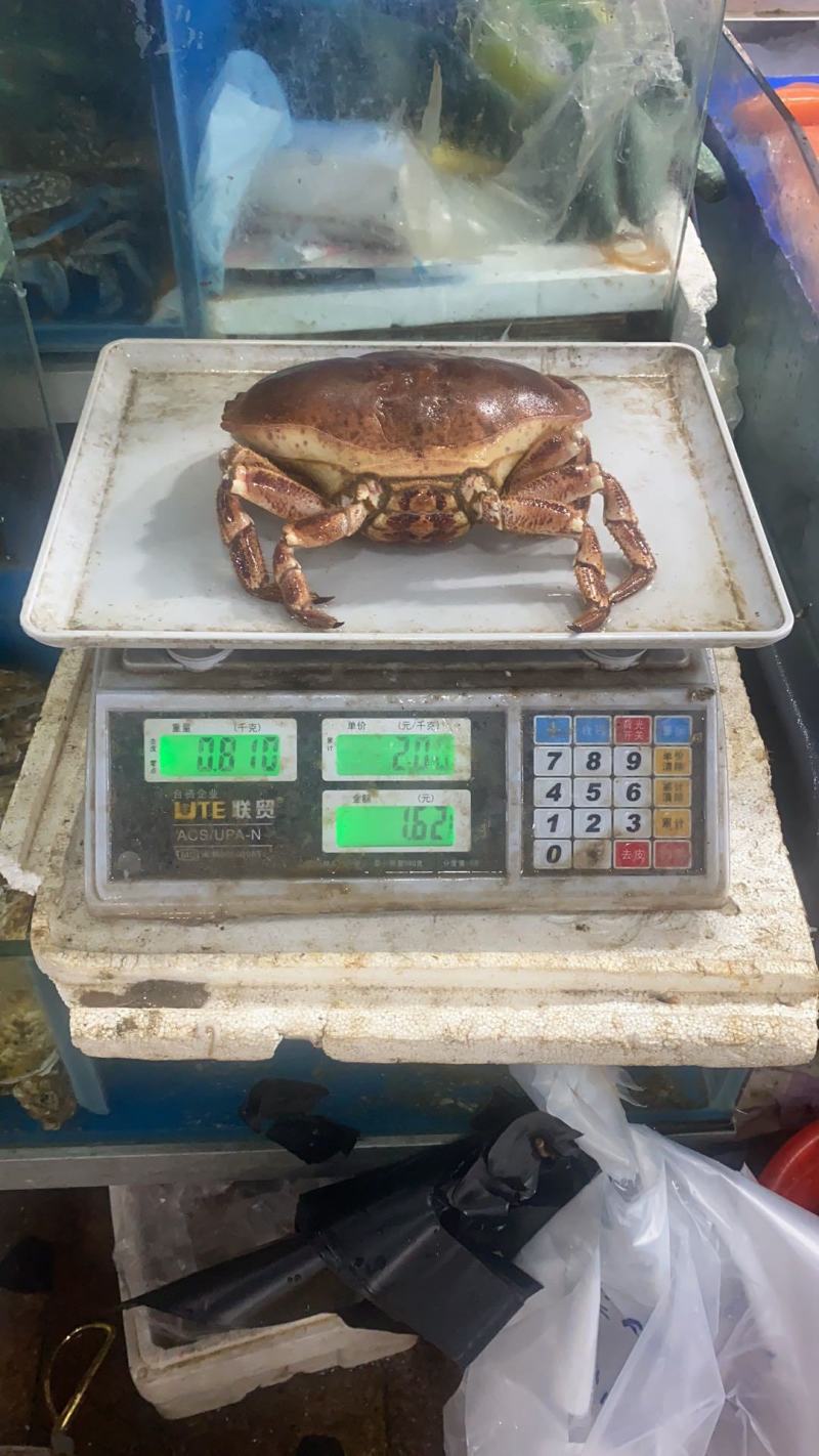 热销新鲜鲜活美味面包蟹，质量保证，价格美丽