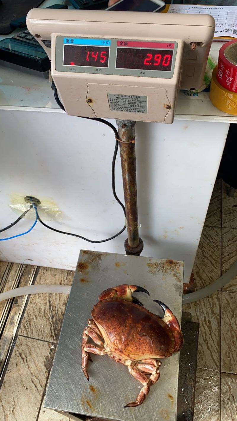 热销新鲜鲜活美味面包蟹，质量保证，价格美丽