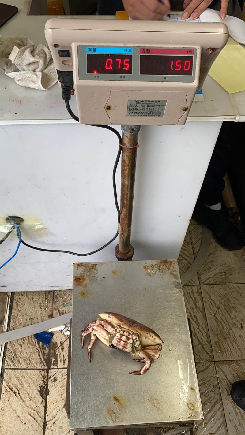 热销新鲜鲜活美味面包蟹，质量保证，价格美丽