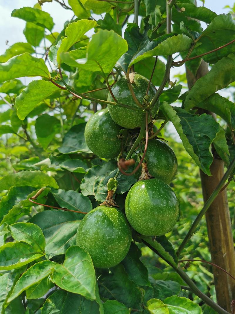 桂辉牌香蜜黄金百香果