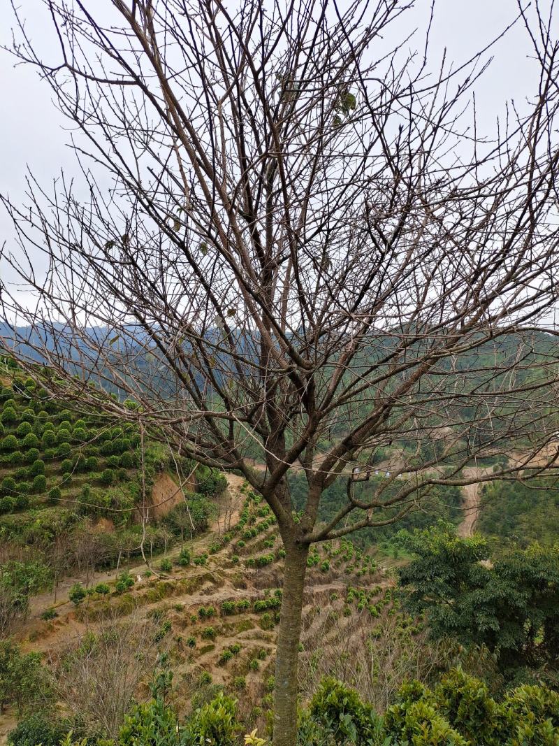 专业供应福建樱花树江西