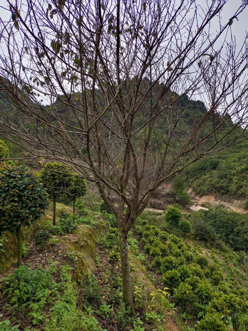 专业供应福建樱花树江西