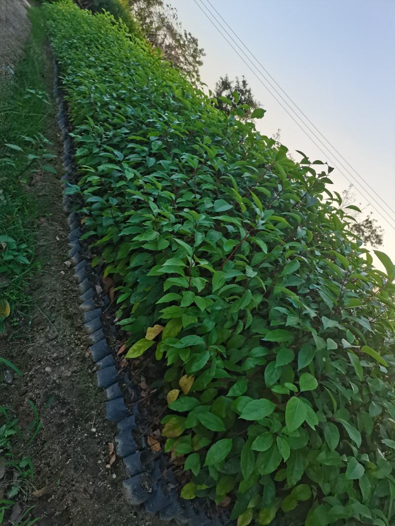 出售香樟小杯袋，中杯袋子，高50-200