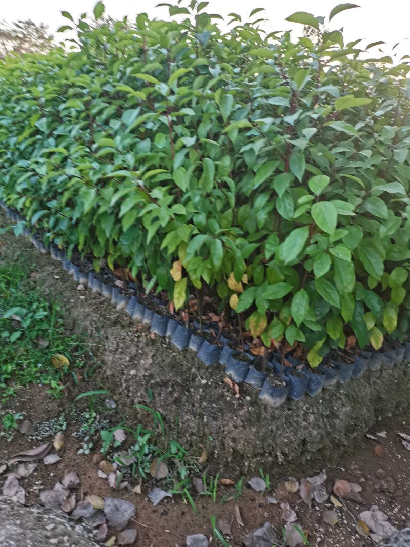 出售香樟小杯袋，中杯袋子，高50-200
