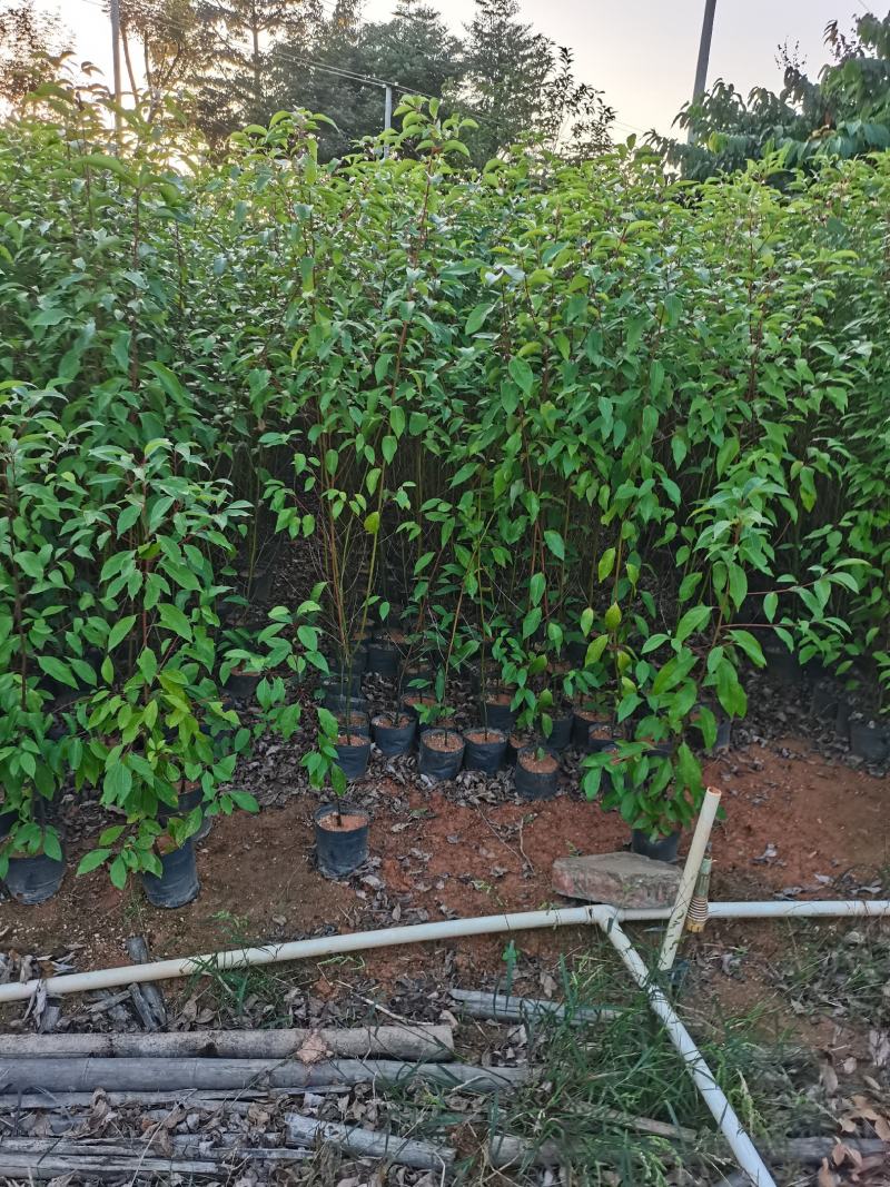 出售香樟小杯袋，中杯袋子，高50-200