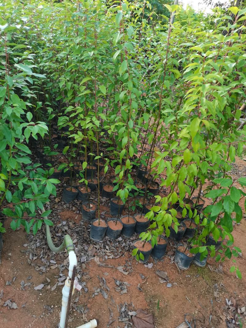 出售香樟小杯袋，中杯袋子，高50-200