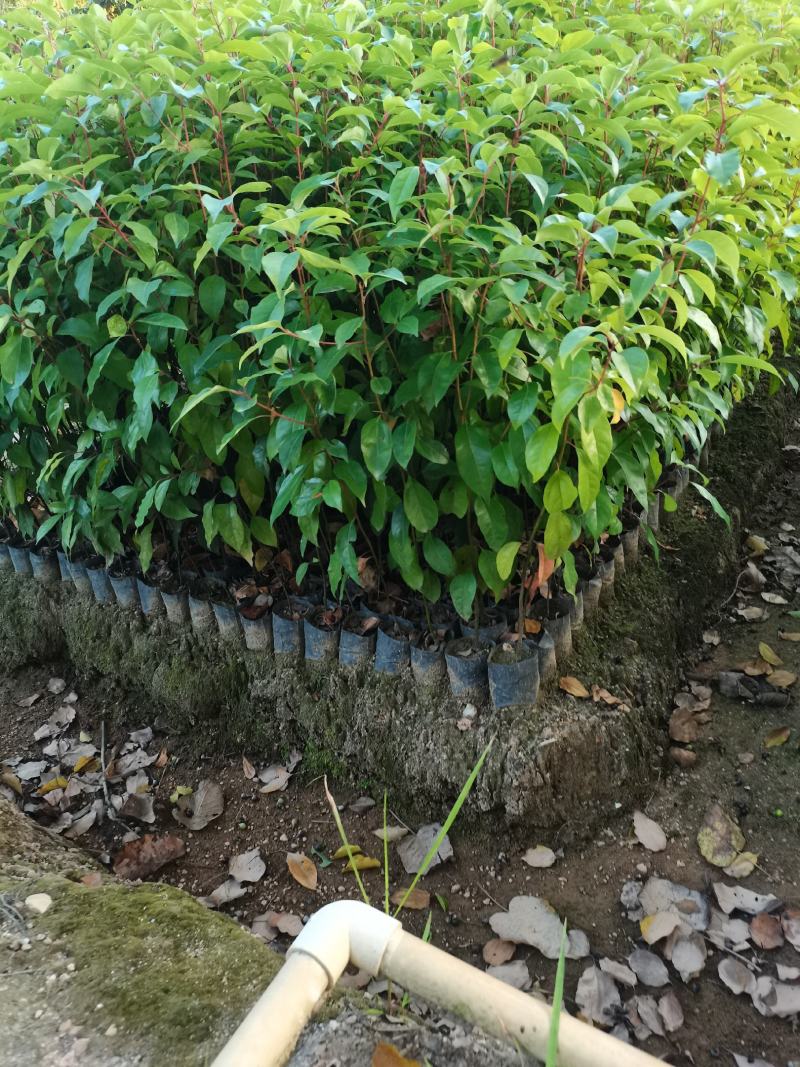 出售香樟小杯袋，中杯袋子，高50-200