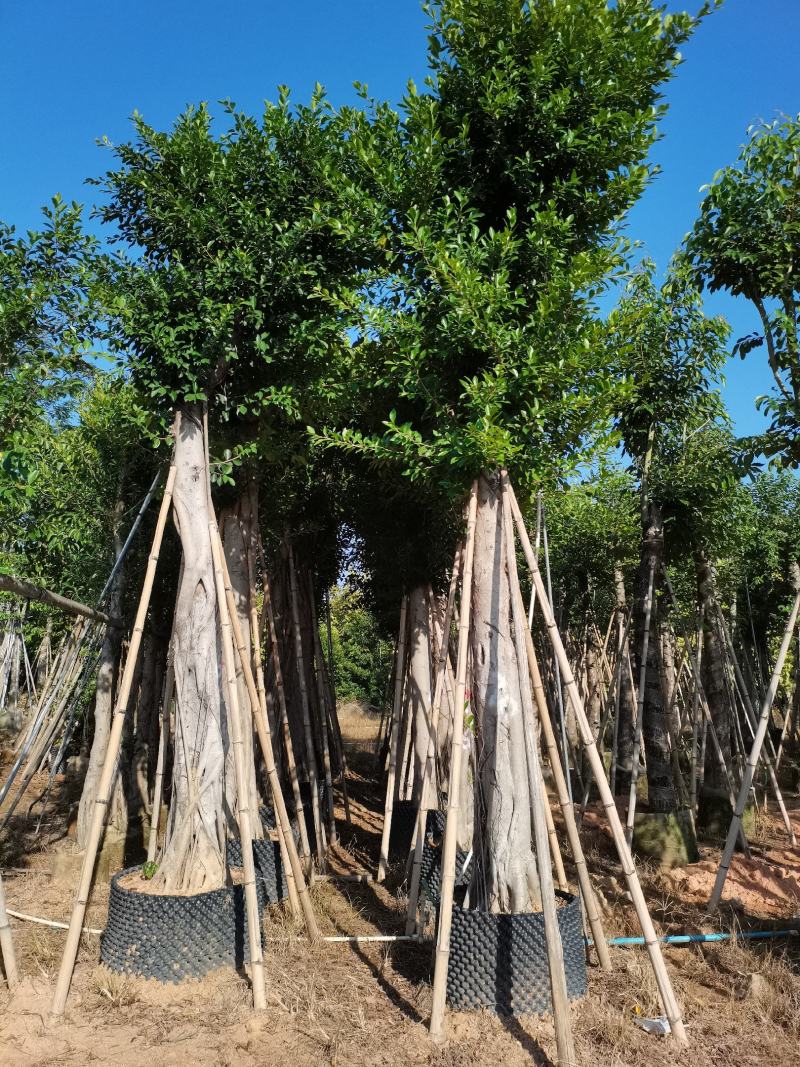 出售小叶榕袋子苗5-20公分，需要的老板联系