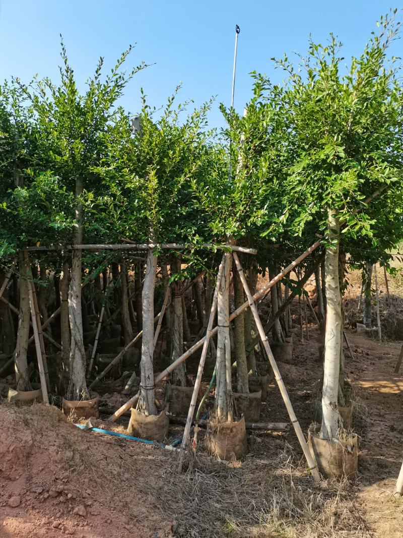 出售小叶榕袋子苗5-20公分，需要的老板联系