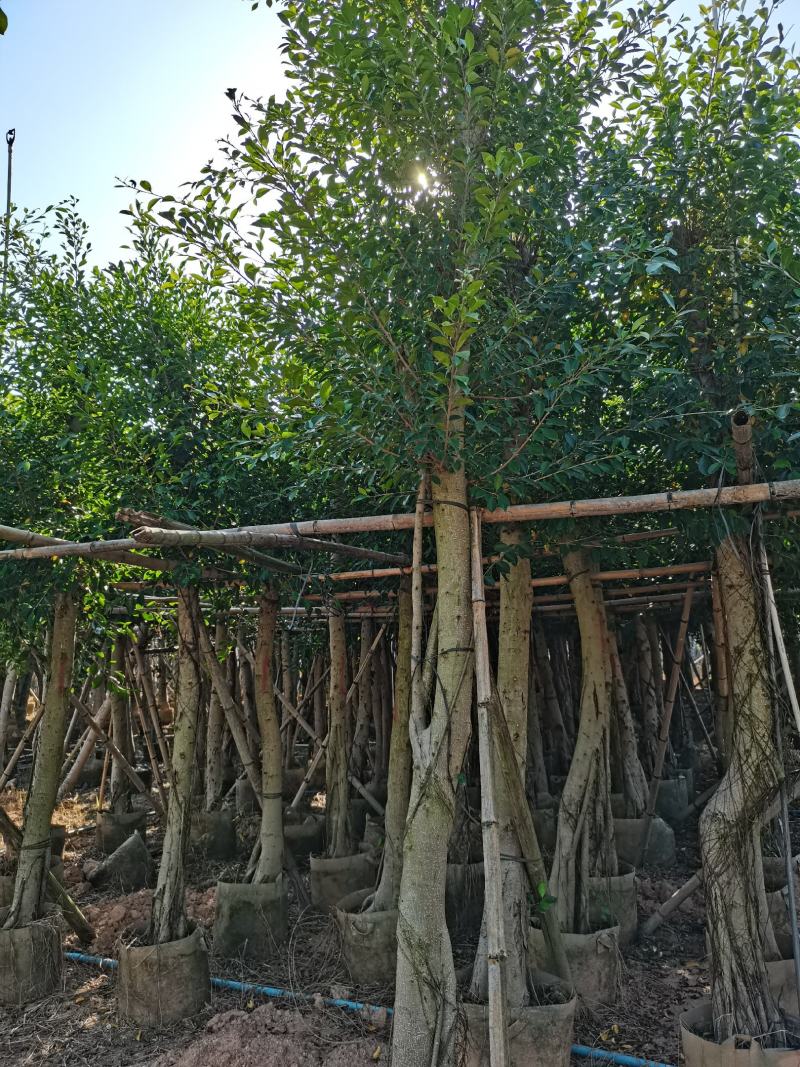 出售小叶榕袋子苗5-20公分，需要的老板联系