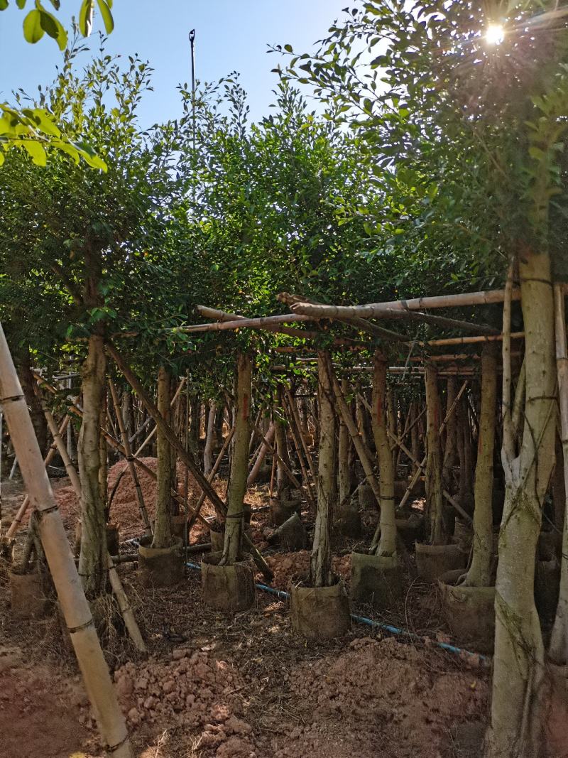 出售小叶榕袋子苗5-20公分，需要的老板联系