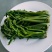 头芽香椿咸菜，寻全国批发商，代理商，常年供货，头芽，2芽