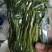 头芽香椿咸菜，寻全国批发商，代理商，常年供货，头芽，2芽