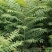 山东青州红油根生香椿苗，山地根生红油香椿苗，常年供货，